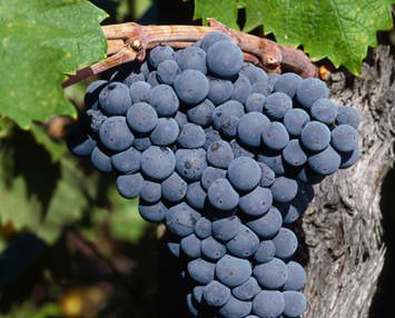 6-9-11 cali grapes