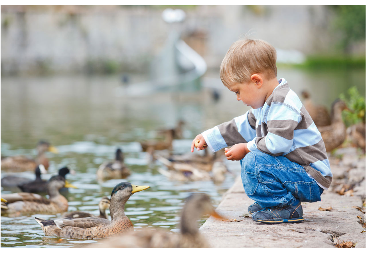 11-13-15 feed the ducks